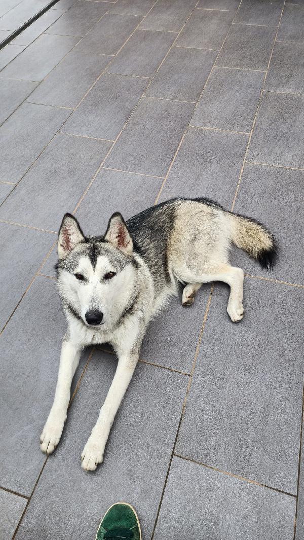 Cucciola Cane Lupo Cecoslovacco Foto 6